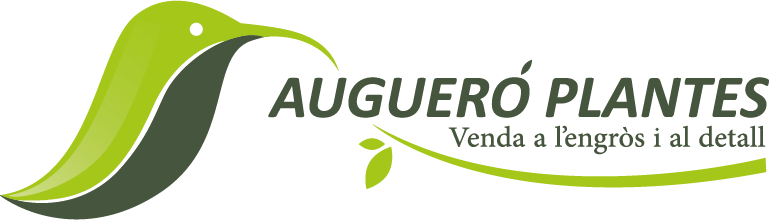 AUGUERÓ PLANTES